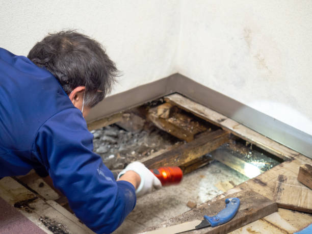 Best Crawl Space Mold Removal  in St John, IN