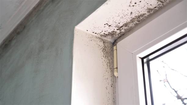 Certified Mold Removal in St John, IN