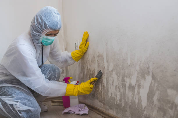 Best Residential Mold Removal  in St John, IN