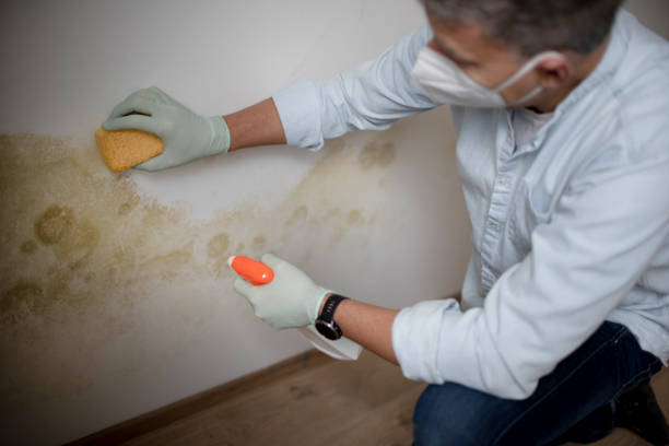 Mold Removal and Inspection in St John, IN