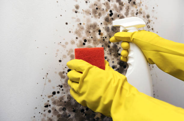 Trusted St John, IN Mold Removal Experts