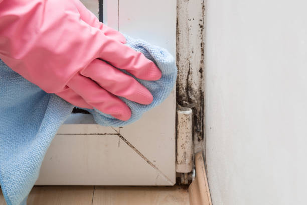 Best Mold Remediation  in St John, IN