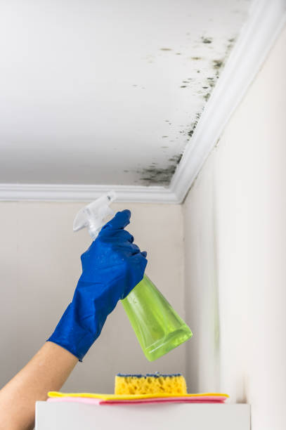 Best Home Mold Removal  in St John, IN